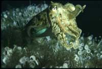 Una seppia dell'Isola d'Elba. Diving a Capoliveri Isola d'Elba