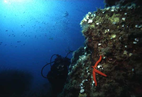Un'immersione nei fondali dell'Isola d'Elba.